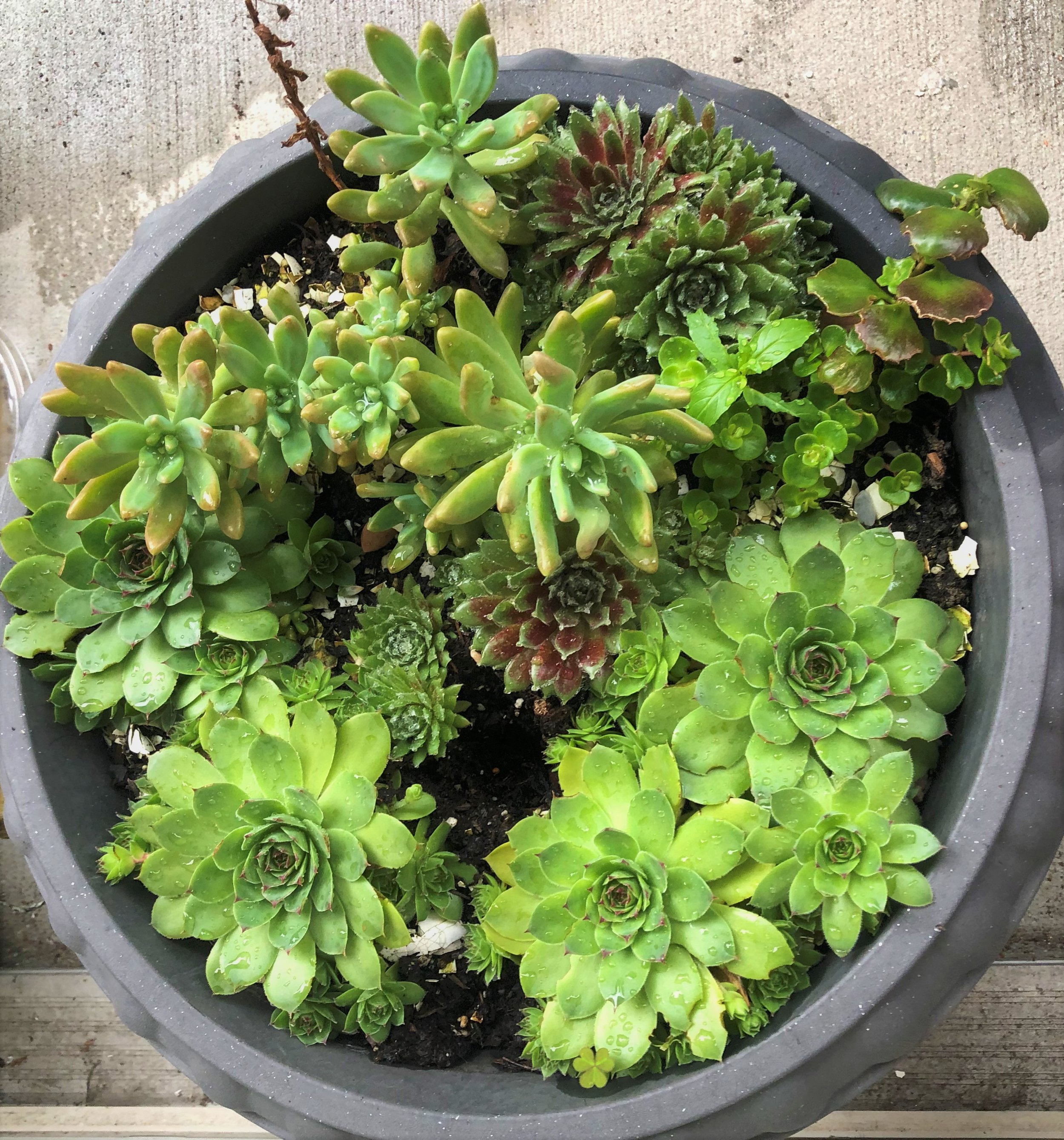 Propagating Succulents