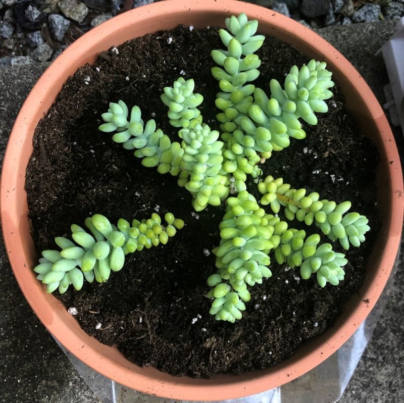 Propagating Succulents