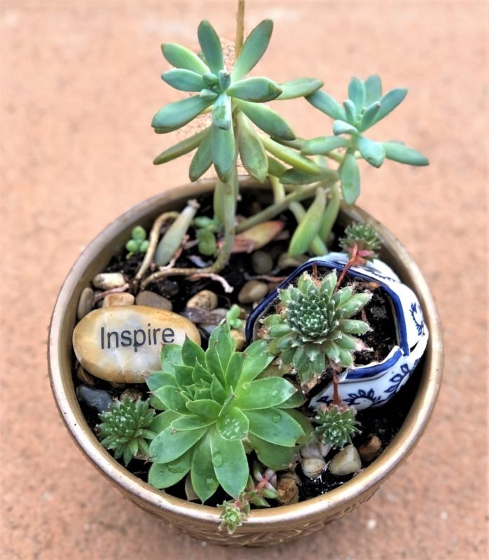 Propagating Succulents