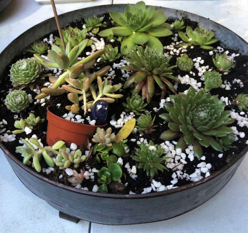 Propagating Succulents