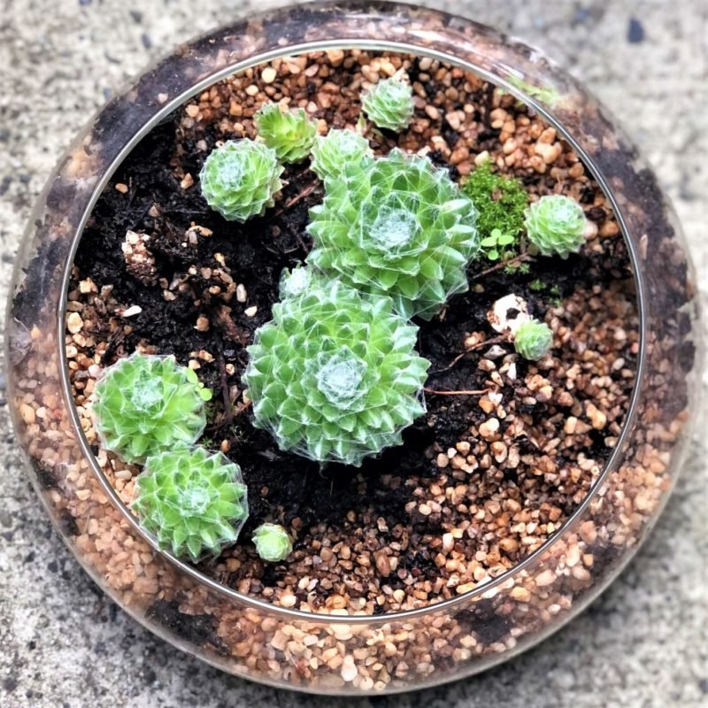 Propagating Succulents