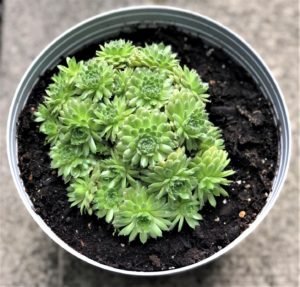 Propagating Succulents