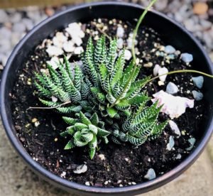 Propagating Succulents