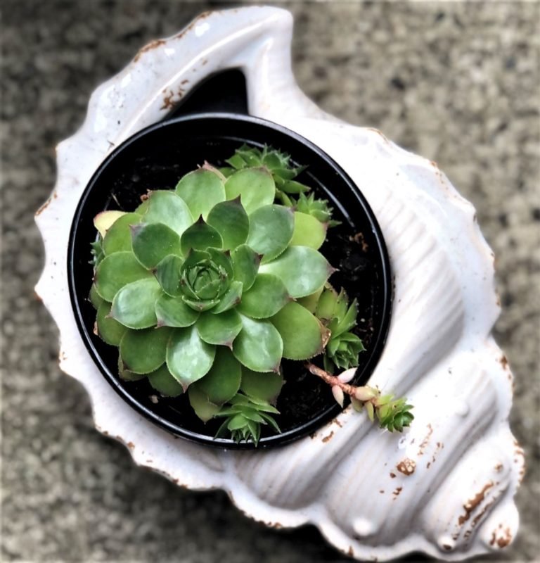 Propagating Succulents