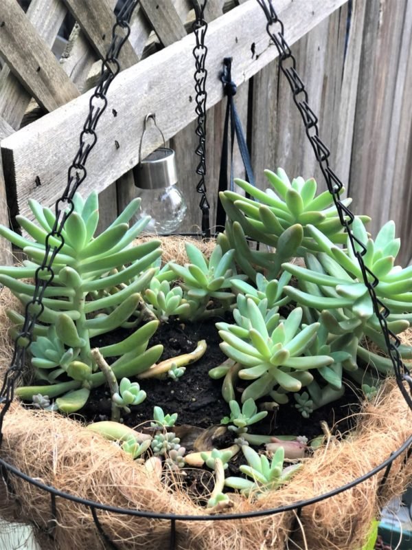 Propagating Succulents